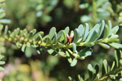 Fotografia da espécie Podocarpus alpinus