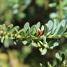 Fotografia 10 da espécie Podocarpus alpinus do Jardim Botânico UTAD