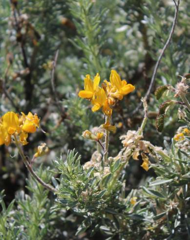 Fotografia de capa Adenocarpus hispanicus - do Jardim Botânico