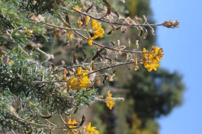 Fotografia da espécie Adenocarpus hispanicus