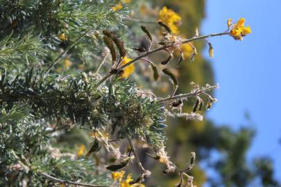 Fotografia da espécie Adenocarpus hispanicus