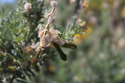 Fotografia da espécie Adenocarpus hispanicus