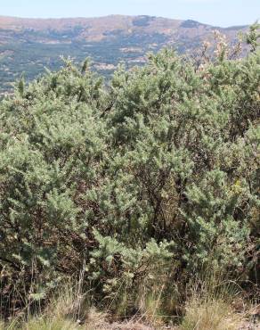 Fotografia 8 da espécie Adenocarpus hispanicus no Jardim Botânico UTAD