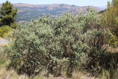 Fotografia da espécie Adenocarpus hispanicus