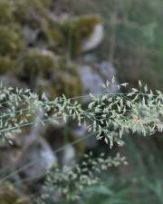 Fotografia da espécie Festuca elegans