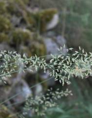 Festuca elegans