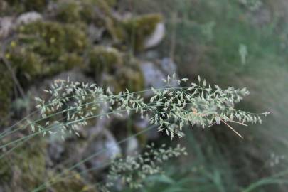 Fotografia da espécie Festuca elegans