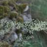 Fotografia 1 da espécie Festuca elegans do Jardim Botânico UTAD