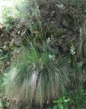 Fotografia 2 da espécie Festuca elegans no Jardim Botânico UTAD