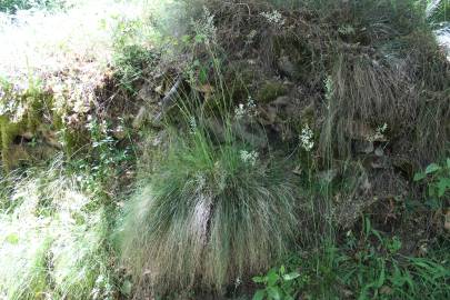 Fotografia da espécie Festuca elegans