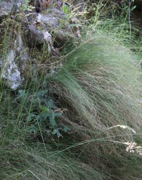 Fotografia 3 da espécie Festuca elegans no Jardim Botânico UTAD