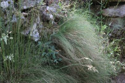 Fotografia da espécie Festuca elegans