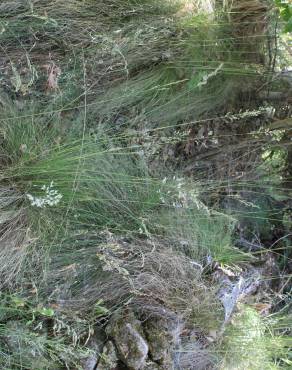 Fotografia 4 da espécie Festuca elegans no Jardim Botânico UTAD