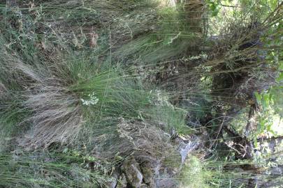 Fotografia da espécie Festuca elegans