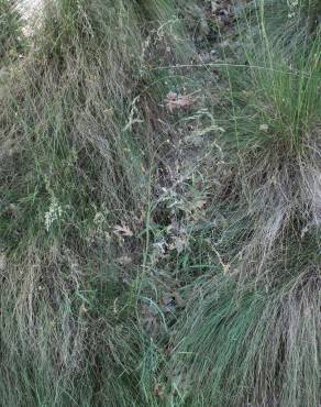 Fotografia 5 da espécie Festuca elegans no Jardim Botânico UTAD