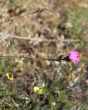 Fotografia da espécie Dianthus pungens