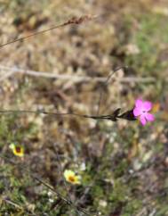 Dianthus pungens subesp. gredensis