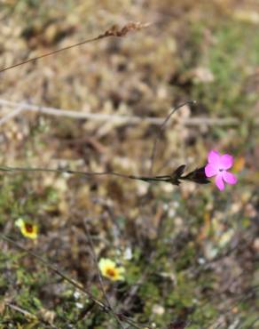 Fotografia 1 da espécie Dianthus pungens subesp. gredensis no Jardim Botânico UTAD