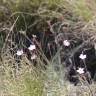 Fotografia 3 da espécie Dianthus pungens subesp. gredensis do Jardim Botânico UTAD