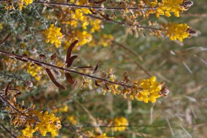 Fotografia da espécie Adenocarpus complicatus