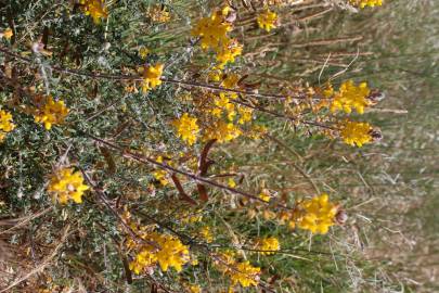 Fotografia da espécie Adenocarpus complicatus