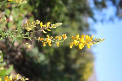 Fotografia da espécie Adenocarpus complicatus