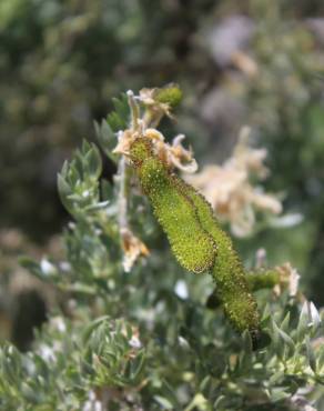 Fotografia 11 da espécie Adenocarpus hispanicus no Jardim Botânico UTAD