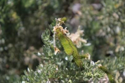 Fotografia da espécie Adenocarpus hispanicus