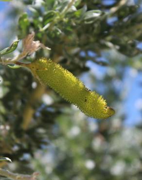 Fotografia 12 da espécie Adenocarpus hispanicus no Jardim Botânico UTAD