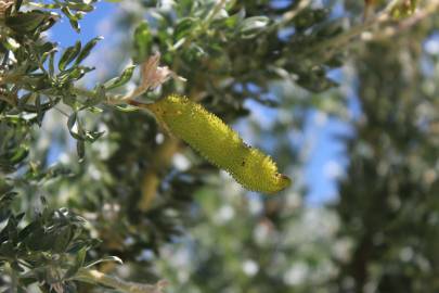 Fotografia da espécie Adenocarpus hispanicus