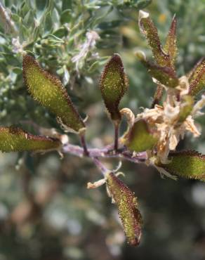 Fotografia 13 da espécie Adenocarpus hispanicus no Jardim Botânico UTAD