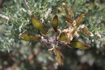 Fotografia da espécie Adenocarpus hispanicus