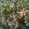 Fotografia 13 da espécie Adenocarpus hispanicus do Jardim Botânico UTAD