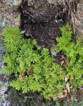 Fotografia 19 da espécie Cryptogramma crispa no Jardim Botânico UTAD