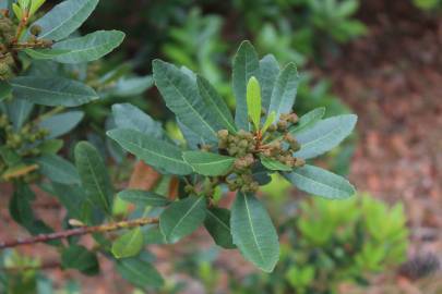 Fotografia da espécie Myrica faya