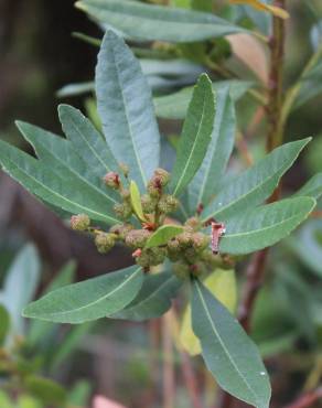 Fotografia 12 da espécie Myrica faya no Jardim Botânico UTAD