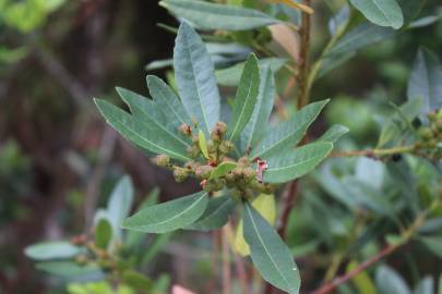 Fotografia da espécie Myrica faya