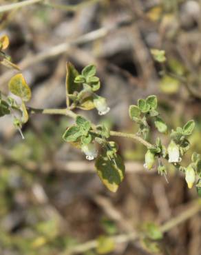 Fotografia 16 da espécie Salpichroa origanifolia no Jardim Botânico UTAD