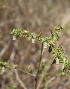 Fotografia 17 da espécie Salpichroa origanifolia no Jardim Botânico UTAD