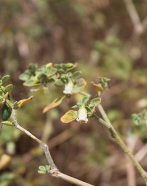 Fotografia 18 da espécie Salpichroa origanifolia no Jardim Botânico UTAD