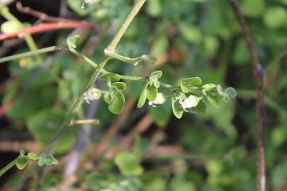 Fotografia da espécie Salpichroa origanifolia