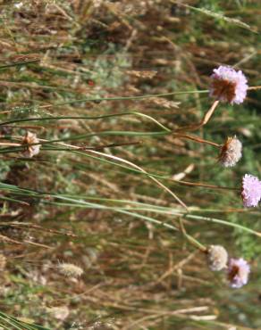 Fotografia 15 da espécie Armeria beirana no Jardim Botânico UTAD