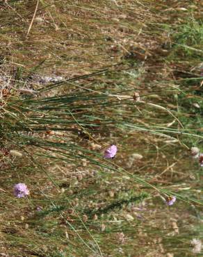 Fotografia 16 da espécie Armeria beirana no Jardim Botânico UTAD