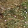 Fotografia 16 da espécie Armeria beirana do Jardim Botânico UTAD