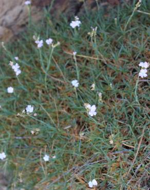 Fotografia 8 da espécie Dianthus pungens subesp. hispanicus no Jardim Botânico UTAD