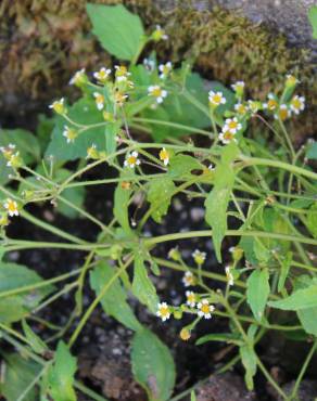 Fotografia 7 da espécie Galinsoga ciliata no Jardim Botânico UTAD