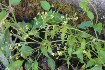 Fotografia da espécie Galinsoga ciliata