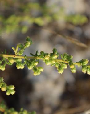 Fotografia 5 da espécie Artemisia campestris subesp. maritima no Jardim Botânico UTAD