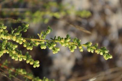 Fotografia da espécie Artemisia campestris subesp. maritima