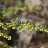 Fotografia 5 da espécie Artemisia campestris subesp. maritima do Jardim Botânico UTAD